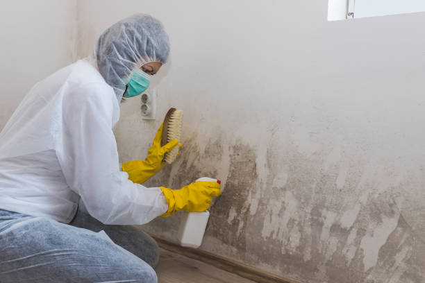 Best Emergency Mold Remediation in Iola, KS