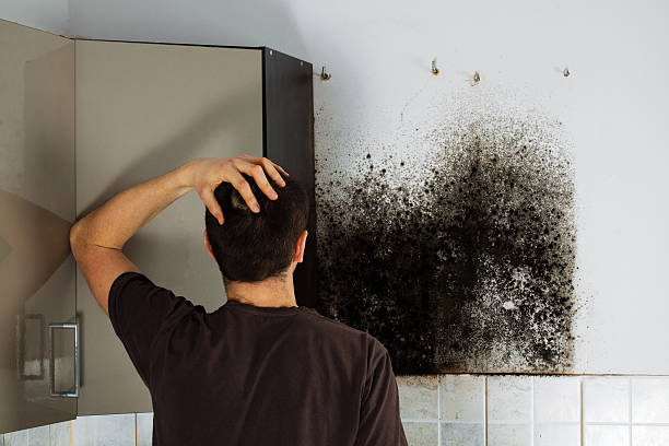 Best Attic Mold Remediation in Iola, KS